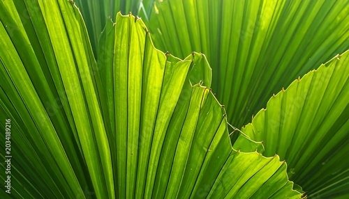 Vibrant Tropical Palm Leaves Overlapping in Natural Sunlit Close Up