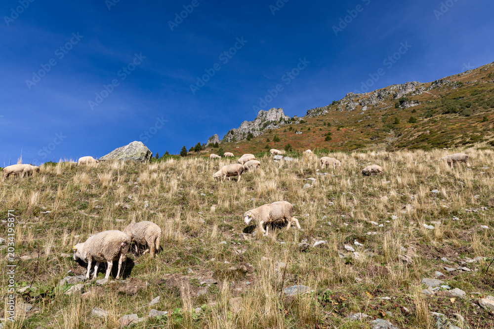 Fototapeta premium Mountain landscape with a flock of sheep in the Belledonne massif, French Alps