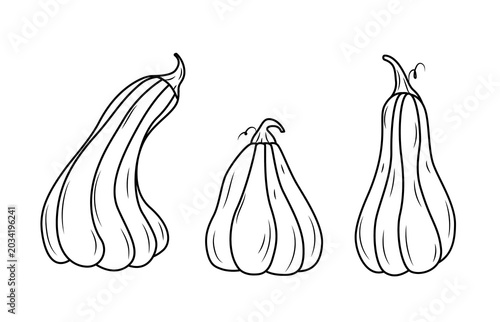 Autumn set of pumpkins. Hand drawn black and white line art doodle. Vector illustration for Thanksgiving day, Halloween, greeting cards and posters.