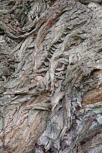 Foto Macro image of gnarled bark, Derbyshire England