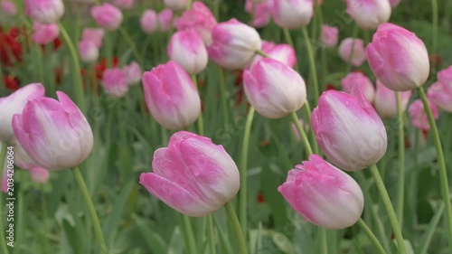 Pink tulips gently sway in the breeze, showcasing their vibrant petals in a lush outdoor garden setting. Macro shot of tulip outdoors. Close up tulip