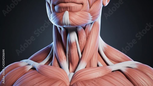 Detailed anatomical rendering of human neck and upper chest muscles in a 3D model, for human muscular system education.