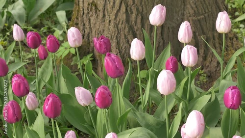 Colorful blooming tulips in park setting, showcasing vibrant pink and purple flowers on sunny spring day. Blooming tulips in the park, spring sunny day