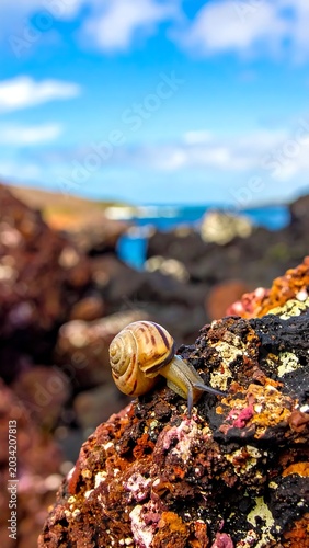 Small Striped Snail Crawling on Rugged Volcanic Rock by Coastal Shore