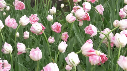 Blooming pink and white tulips sway gently in the spring breeze under a bright sunny sky in the park. Blooming tulips in the park, spring sunny day