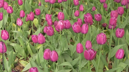 Blooming purple tulips in a park garden on a sunny spring day with vibrant green leaves surrounding. Blooming tulips in the park, spring sunny day