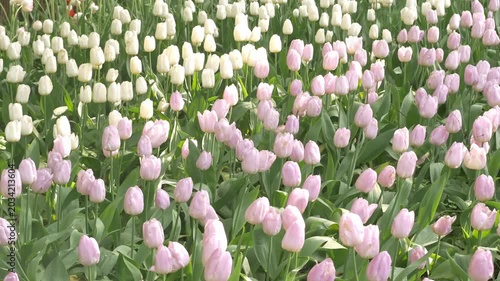 Blooming tulips in a vibrant park, showcasing pink and white flowers under bright spring sunlight. Blooming tulips in the park, spring sunny day