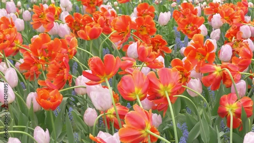 Vibrant blooming tulips in park garden, showcasing colorful petals on a sunny spring day. Blooming tulips in the park, spring sunny day