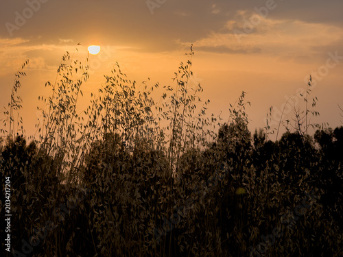 Fotografie Silhouette of Grain Field at Sunset