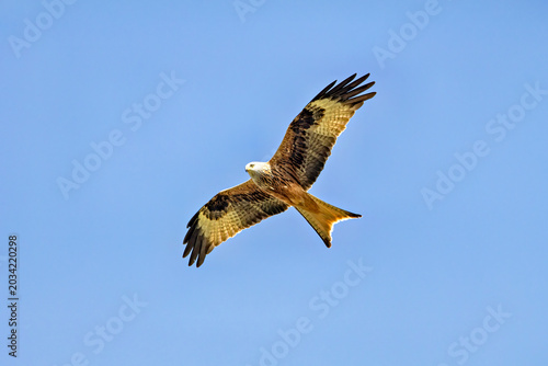 Bild auf Leinwand A red kite in flight, viewed from below (Milvus milvus)
