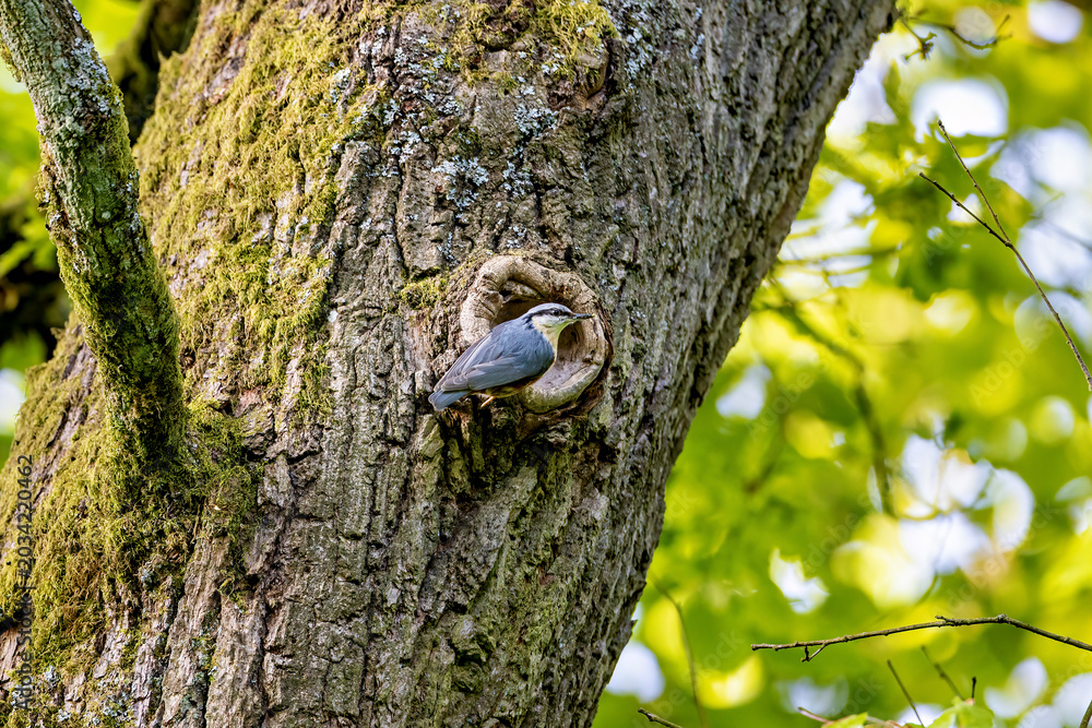 Obraz premium a nuthatch at its nesting hole on a tree trunk (Sitta europaea)