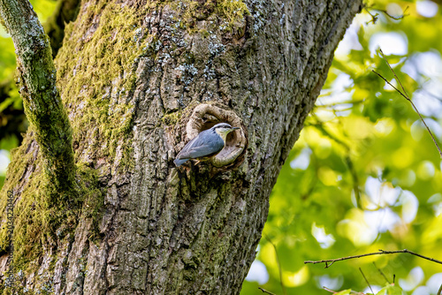Foto a nuthatch at its nesting hole on a tree trunk (Sitta europaea)