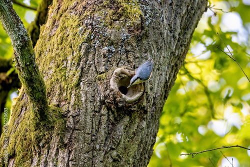 Photos a nuthatch at its nesting hole on a tree trunk (Sitta europaea)