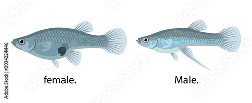 Vászonkép a pair of Mosquito fish vector