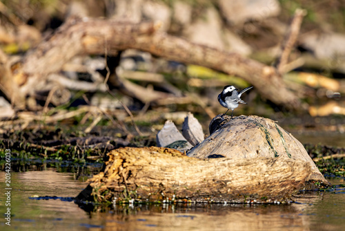 Bild auf Leinwand A white wagtail on the River Werra (Motacilla alba)