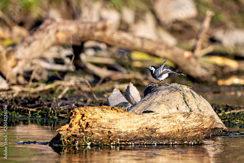 Photos A white wagtail on the River Werra (Motacilla alba)