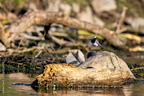 Tableau sur toile A white wagtail on the River Werra (Motacilla alba)