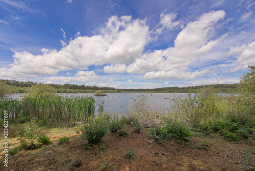 Beautiful late spring day at Delamere Country Park, Delamere, Cheshire, UK