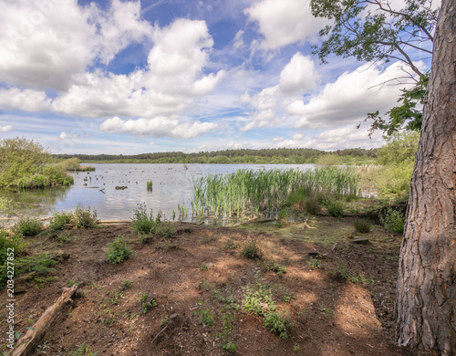 Beautiful late spring day at Delamere Country Park, Delamere, Cheshire, UK