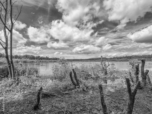 Beautiful late spring day at Delamere Country Park, Delamere, Cheshire, UK