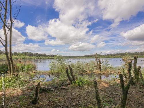 Beautiful late spring day at Delamere Country Park, Delamere, Cheshire, UK