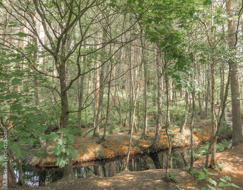 Beautiful late spring day at Delamere Country Park, Delamere, Cheshire, UK