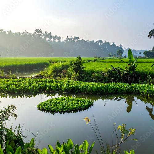 Lush Green Rice Field Reflecting in Calm Waterway at Tropical Countryside