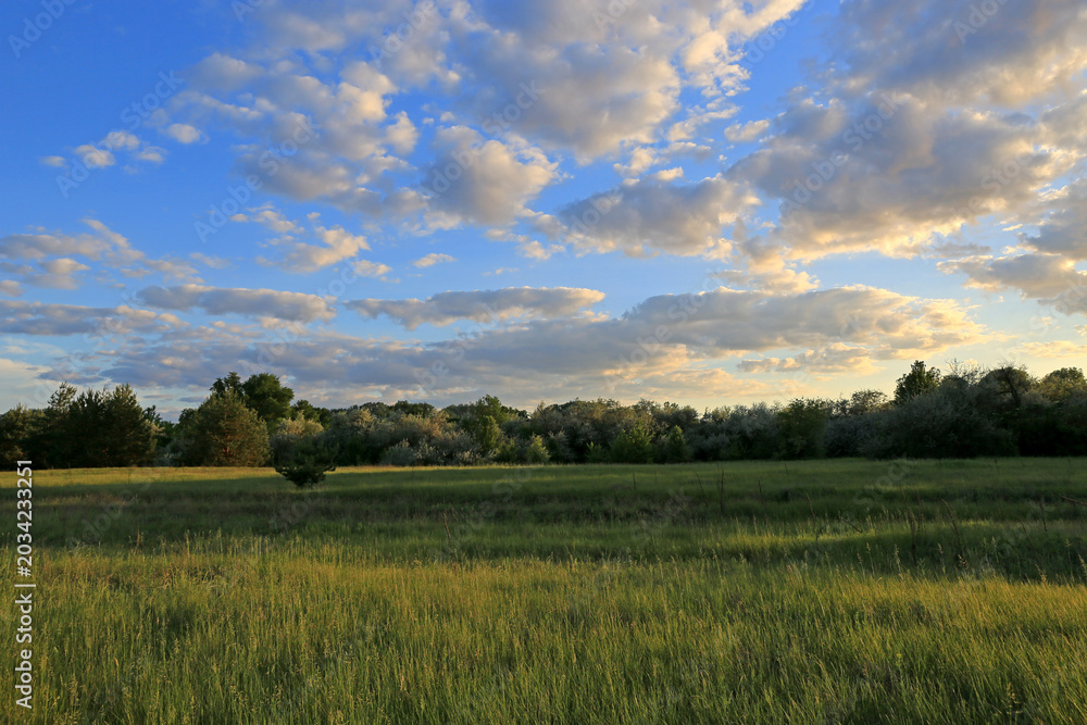 Fototapeta premium Golden hour illuminates a vast green meadow with scattered trees and a dramatic sky