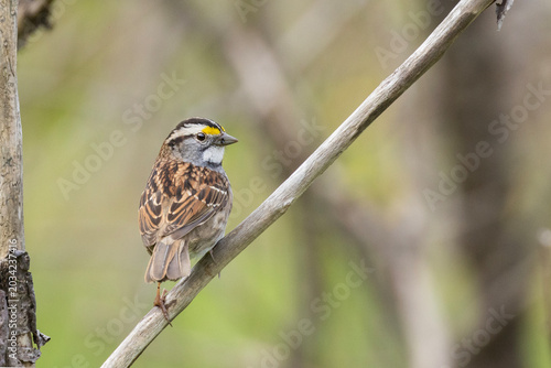 The white-throated sparrow (Zonotrichia albicollis)