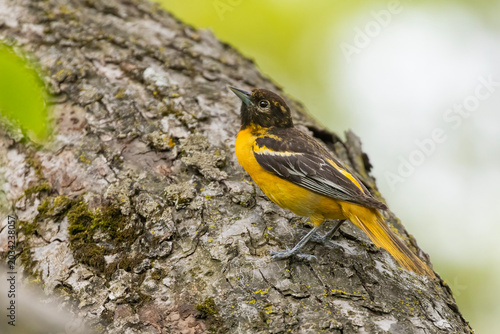 Baltimore oriole (Icterus galbula) in spring
