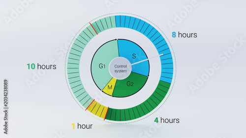 3d illustration of cell cycle phases diagram on a clock face with time duration of each phase