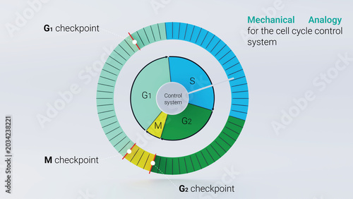 3d illustration of cell cycle phases diagram on a clock face, mitosis and interphase biology infographic