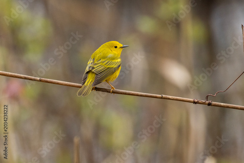 northern yellow warbler (Setophaga aestiva)