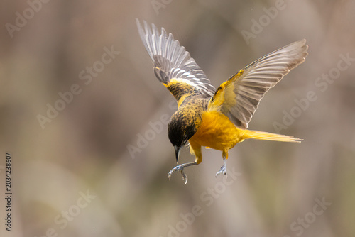 Photos Baltimore oriole (Icterus galbula) in spring