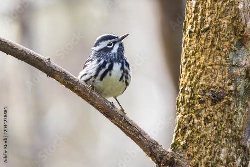 Black-and-white warbler (Mniotilta varia) 