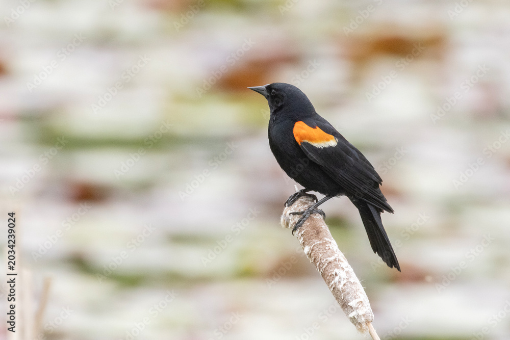 Fototapeta premium Male red-winged blackbird (Agelaius phoeniceus)