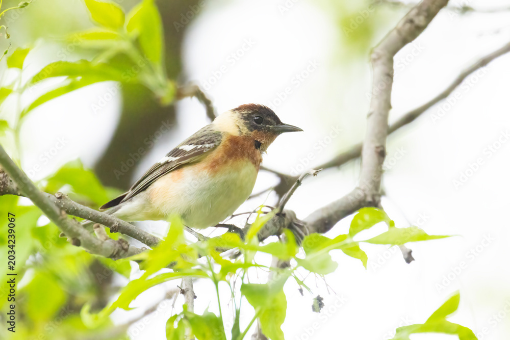 Naklejka premium Male bay-breasted warbler (Setophaga castanea)