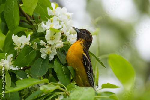 Baltimore oriole (Icterus galbula) in spring