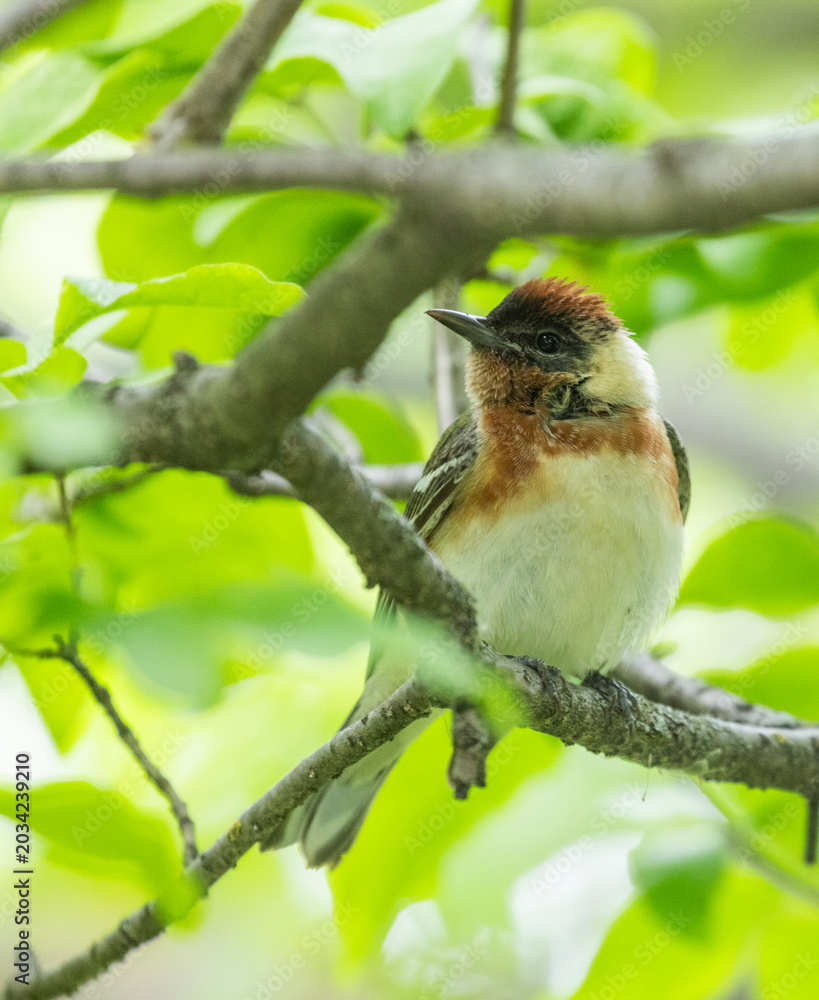 Naklejka premium Male bay-breasted warbler (Setophaga castanea)