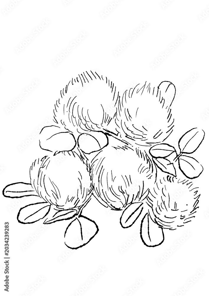 Fototapeta premium 咲き誇るスモークツリーの花の手描きの線画イラスト