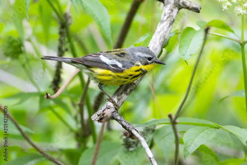 magnolia warbler (Setophaga magnolia) in spring