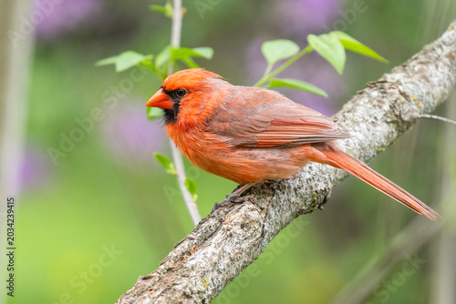 Male northern cardinal (Cardinalis cardinalis) in spring