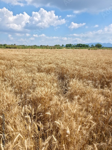 Golden wheat ears swaying in the wind under a clear blue sky, signaling harvest time