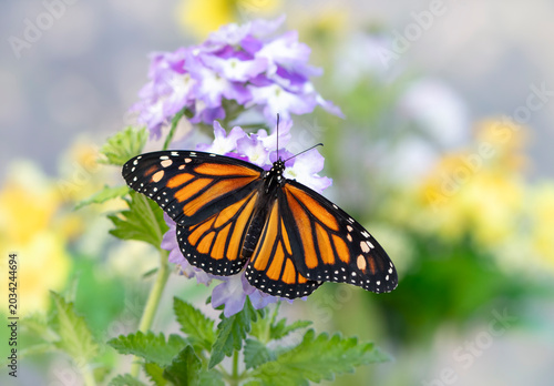 Принти на полотні Macro of a monarch butterfly (danaus plexippus) on a verbera flower with wings spread open
