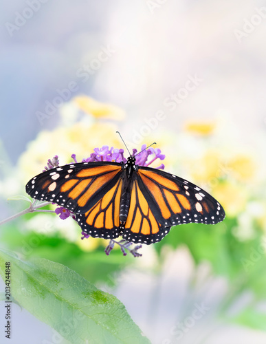 Macro of a monarch butterfly (danaus plexippus) feeding on a butterfly bush blossom.