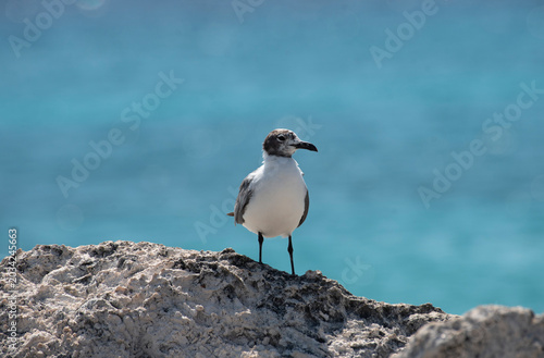 Laughing Gull