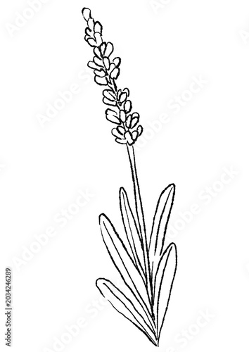 咲き誇るラベンダーの花の手描きの線画イラスト(透過PNG)