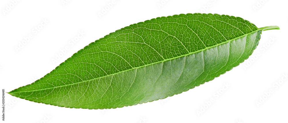 Fototapeta premium Almond leaves isolated white background