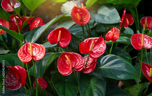red tulips in garden