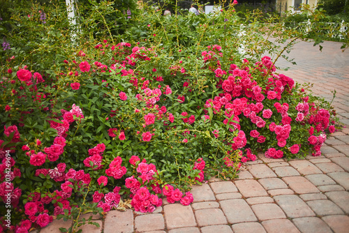Vibrant Pink and Magenta Roses Blooming Along Brick Garden Pathway Beautiful blooming pink and magenta roses growing along a brick paver pathway in a garden. Lush green foliage and abundant flowers cr